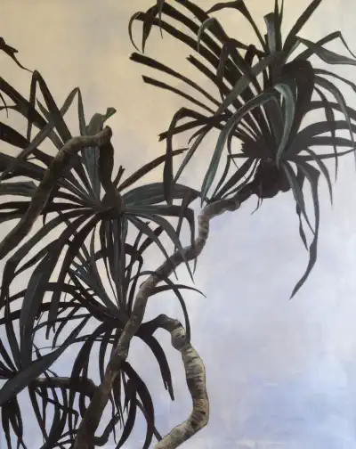 Dracaena